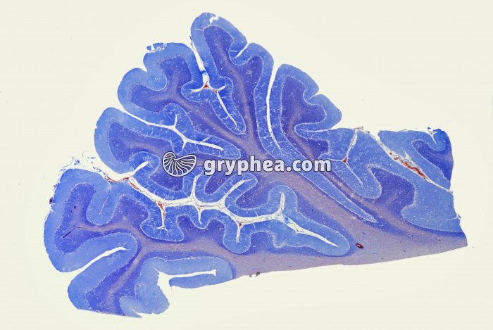 Cervelet humain x2 - gryphea.org